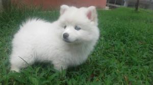 Pomsky Cachorros De Raza Pura