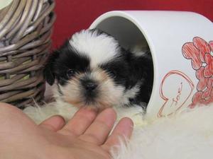 Shih Tzu Mini