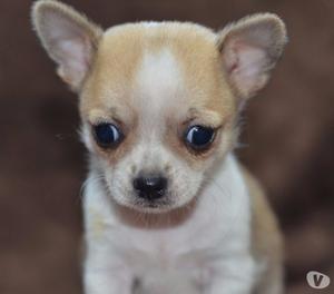 Cachorros Unicos Chihuahua Garantizados