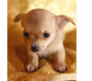 Favorables y Garantizados Chihuahua Cachorros