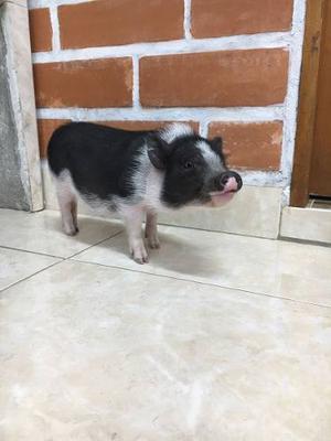Mini Pig Macho Garantizado