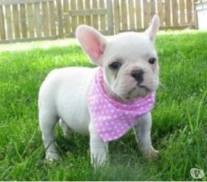 bulldog frances cachorritos hermosos disponemos