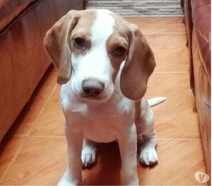vendo perrita beagle limon 4 meses