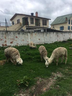 Alpacas a La Venta