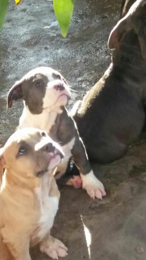 American Bully Disponibles 