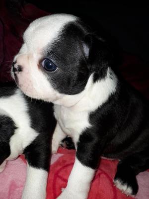 Boston Terrier