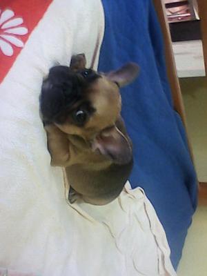 Bulldog Francés