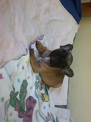 Bulldog Francés