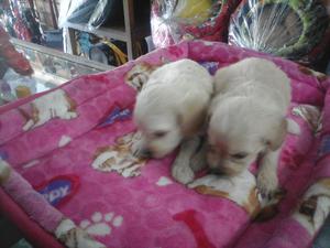 CACHORRITOS CRUCE FRENCH POODLE Y COKER