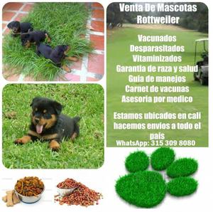 Cachorros rottweiler bebes de un mes y medio de nacidos en