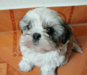 Chitzu Bb