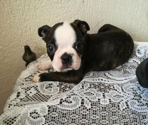 Disponibles Hermosos Boston Terrier