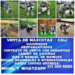 Espectaculares cachorros schnauzer