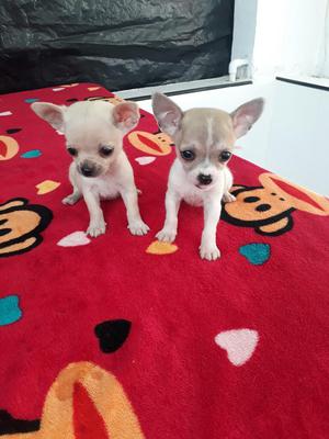 Excelente Cachorros Chihuahuas