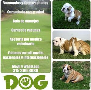 Fascinantes Cachorros Bulldog Ingles