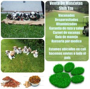 Fascinantes cachorros Shih Tzu