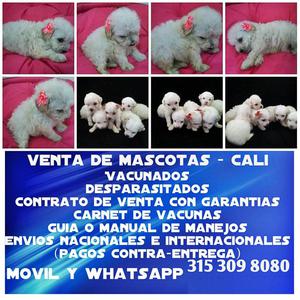 French poodle mini toy en venta