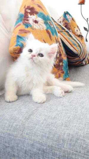 Gatos Persas