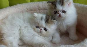 Gatos Persas Gatos Siames gaticos persa raza siameses gato