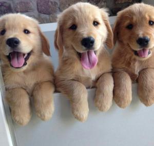 Golden Retriever Cachorros