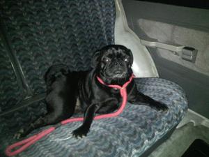 HERMOSO PUG BUSCA NOVIA