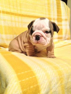 HERMOSOS CACHORROS BULLDOG INGLES