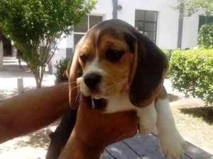 Hermosos Beagle