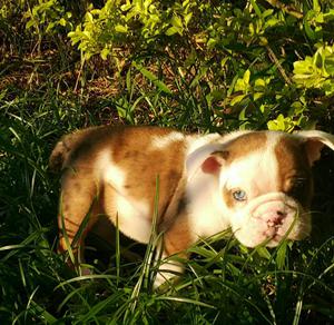 Hermosos Cachorros Exoticos