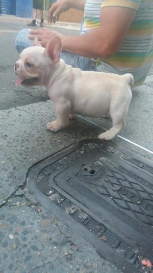 Hermosos Cachorros Machos Bulldog Franse