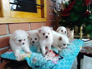 Hermosos Cachorros Pomerania Blancos
