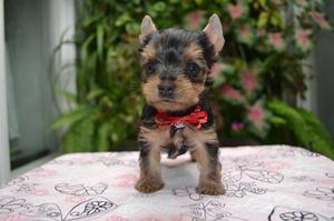 Hermosos Cachorros Yorkshire Terrier Mini