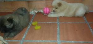 Hermosos Chow Chow