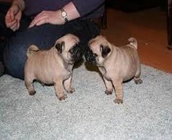 LINDOS CACHORROS DE PUG BIEN HERMOSOS