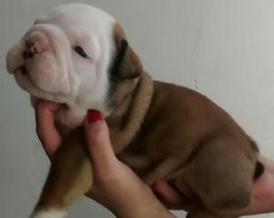 Lindisimos Cachorros Bulldog Ingles