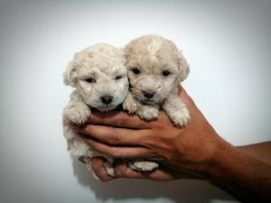 Lindos Poodle Tacita de Te