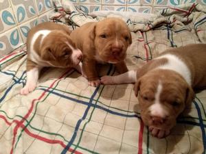 Pitbull Bully Color Zable