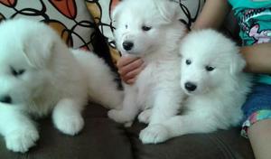 Samoyedos