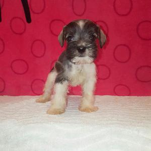 Schnauzers Minis