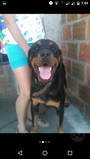 Se Vende Perro Rottweiler