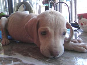 Se Venden Cachorros Weimaraner