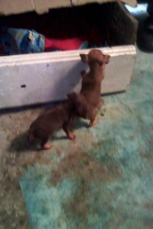 Se Venden Tiernitos Perritos Pincher