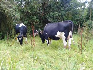 Se venden 6 NOVILLAS HOLSTEIN