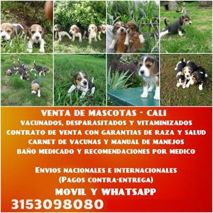 Tienda de mascotas vende cachorros beagle