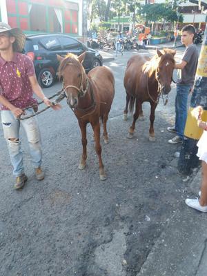 Vendo Dos Yeguitas Pekeñas