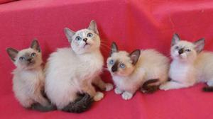 Vendo, Hermosos Gatos Siames