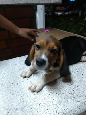 Venta de Cachorros Beagle