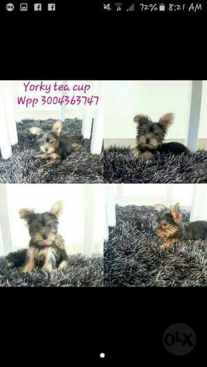 Yorky Tacita