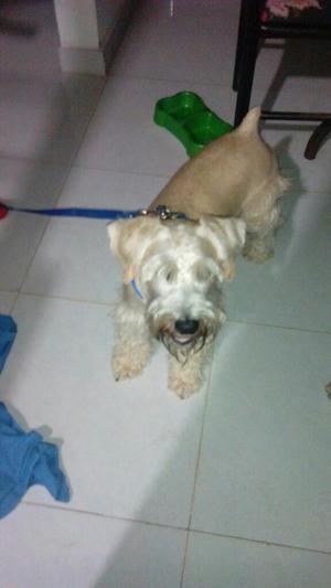 Znaucer Se Da en Adopcion