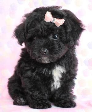 bellos french poodles tacita de te negros