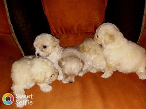french poodle Cachorros